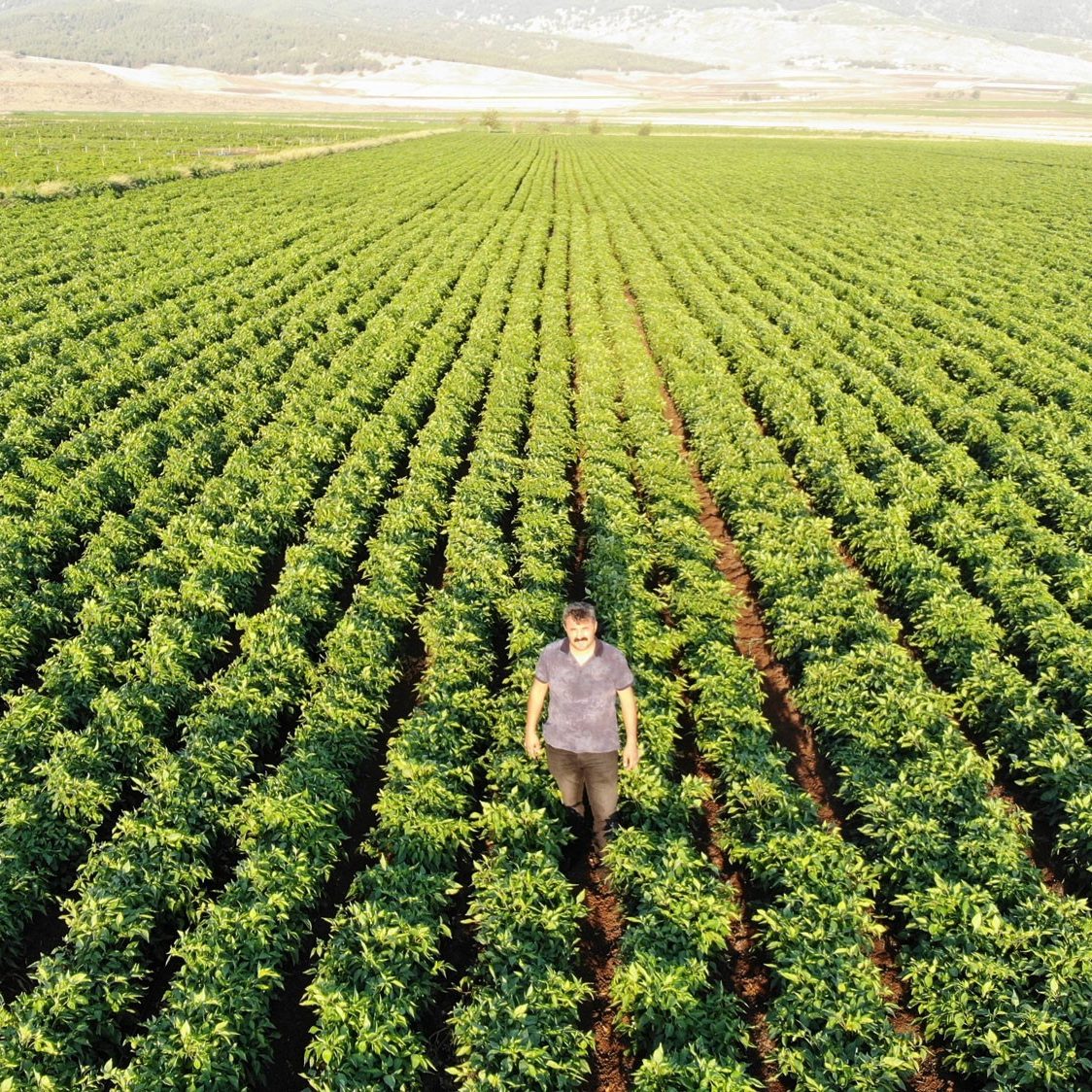 Man on a corn field